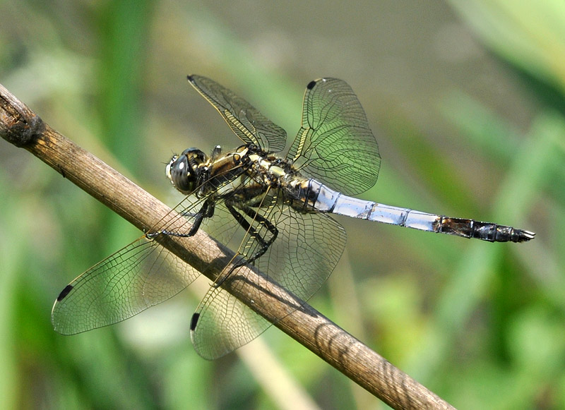 Orthetrum albistylum